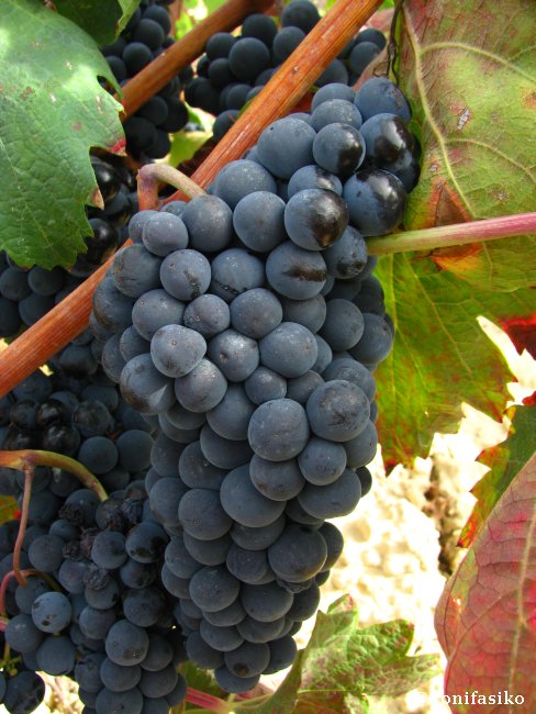 Uvas de la variedad tempranillo listas para ser vendimiadas y exprimidas