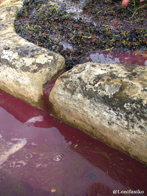 El zumo de uva fluye desde la pileta al torco por un estrecho canal