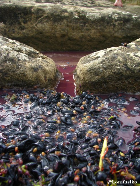 El filtro natural de la uva en el paso del mosto de la pileta al torco