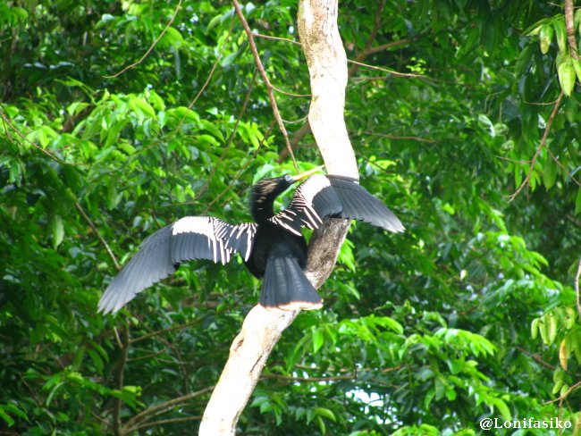 Tortuguero Costa Rica fotos animales