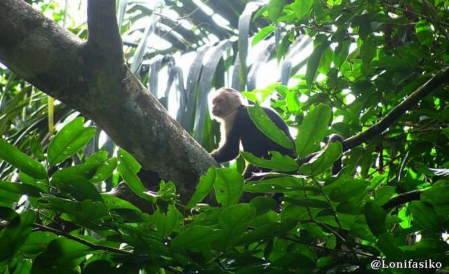 Monos en Parque Nacional Tortuguero, Costa Rica