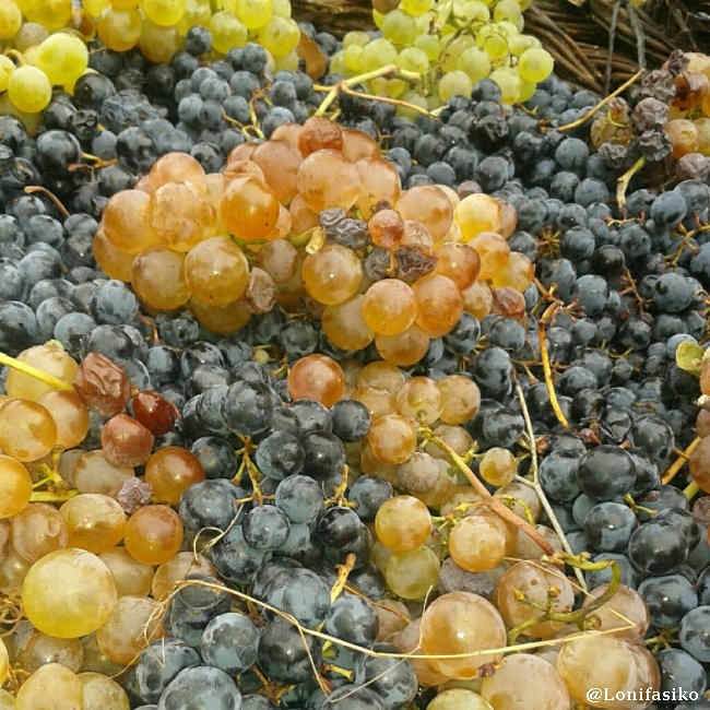 Octubre, época de vendimia, tanto en Rioja Alavesa como en Toro