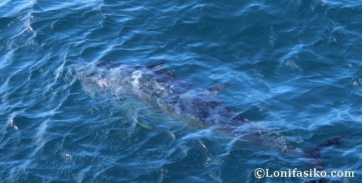 Estela del atún rojo del Mediterráneo