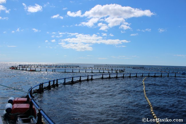 Piscinas en alta mar para la acuicultura del atún rojo del Mediterráneo