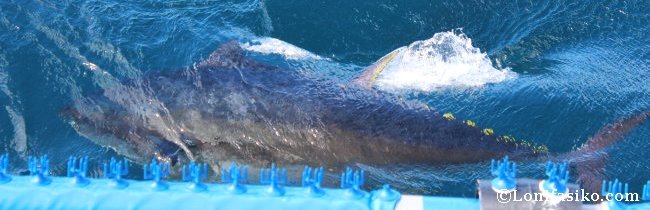Un ejemplar de atún rojo del Mediterráneo aflora a la superficie