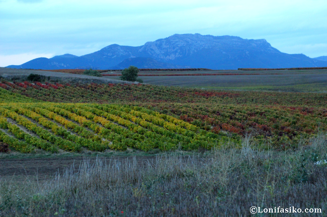 Otoño entre viñedos en La Rioja