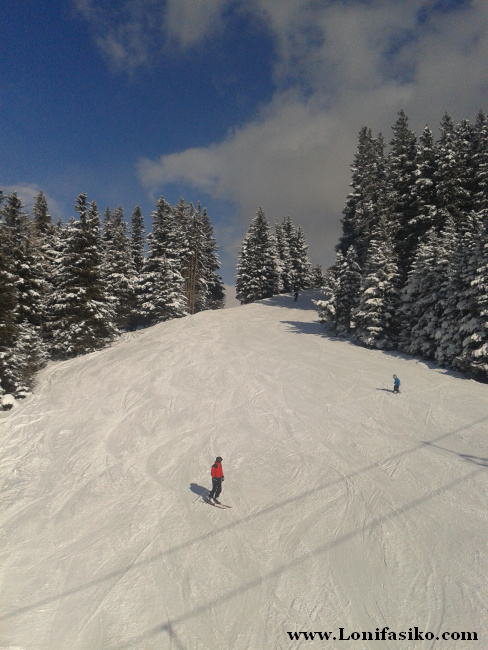Muchas pistas de la estación de esquí de Patscherkofel discurren entre pinares