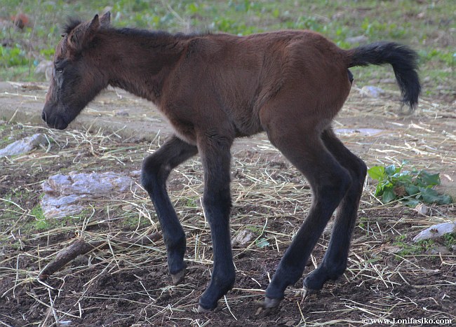 La pequeña potrilla 'Tramuntana' aprendiendo a caminar en Es Galatzó