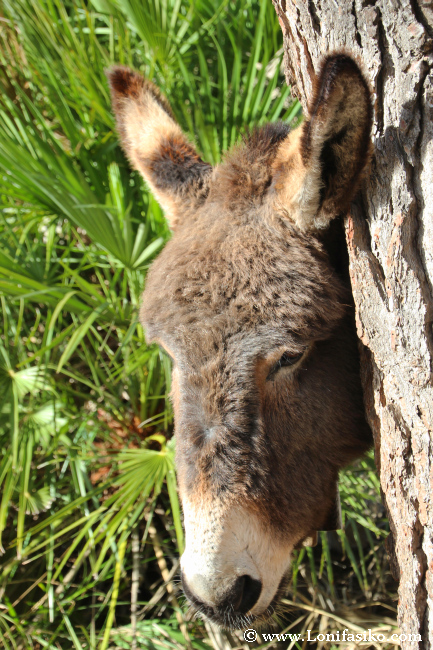 Burro rascándose contra la corteza de un árbol