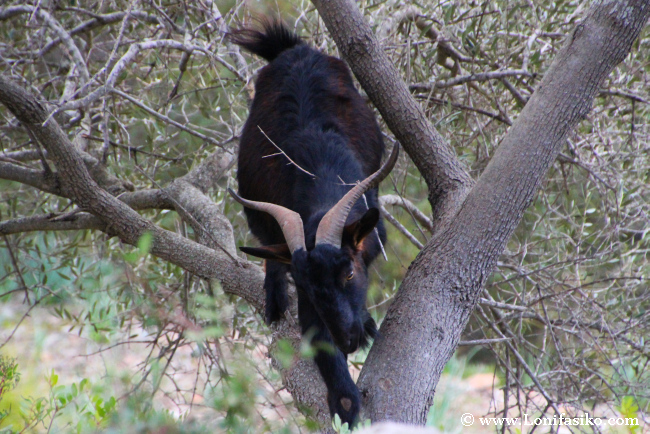 Cabra trepando entre árboles en Es Galatzó