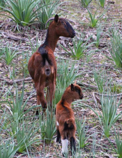 Cabra y cabrito en la finca pública Es Galatzó