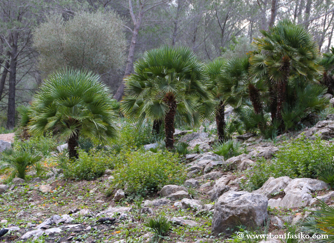 Palmito, la única palmera autóctona de Baleares