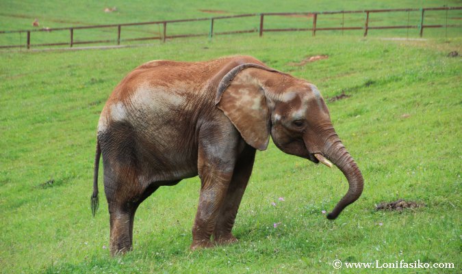 Ver animales elefantes en Cabárceno