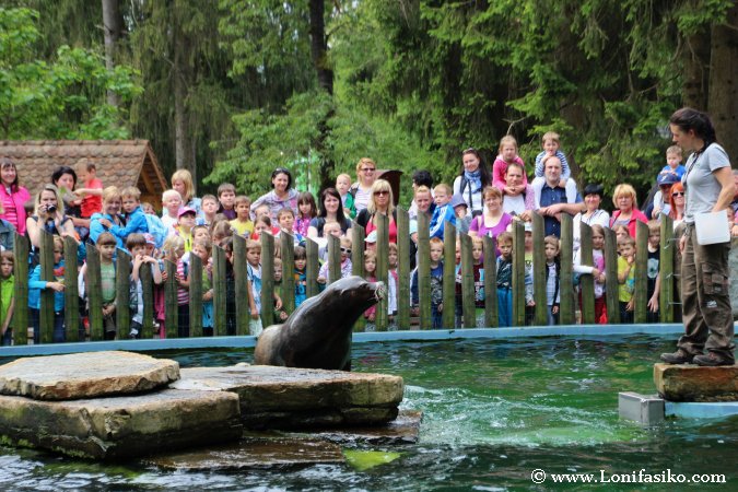 Espectáculo de leones marinos en zoo