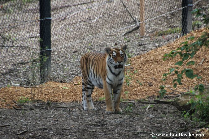 Tigre en el zoo de Liubliana