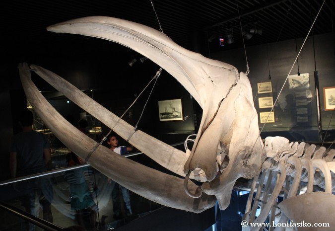 Esqueleto completo de ballena