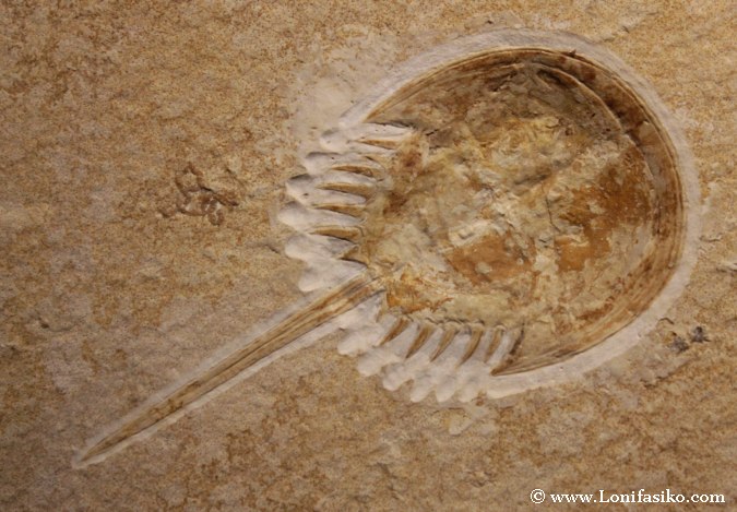 Fósiles marinos en el Aquarium de Donostia-San Sebastián