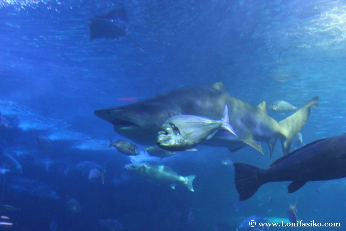 Nadar entre tiburones en el Aquarium de Donostia-San Sebastian
