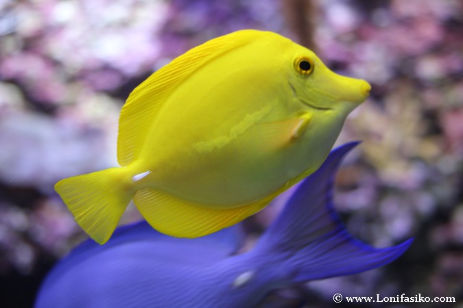Peces tropicales de colores llamativos en el Aquarium