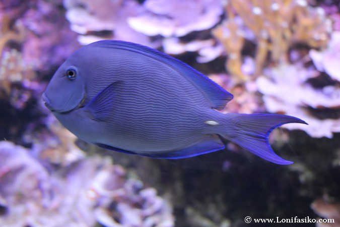 Peces de colores en el Aquarium