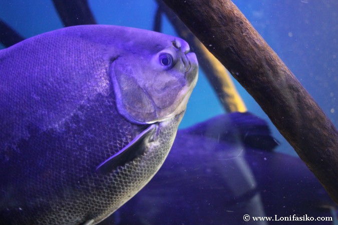 Qué peces ver en el Aquarium de Donostia