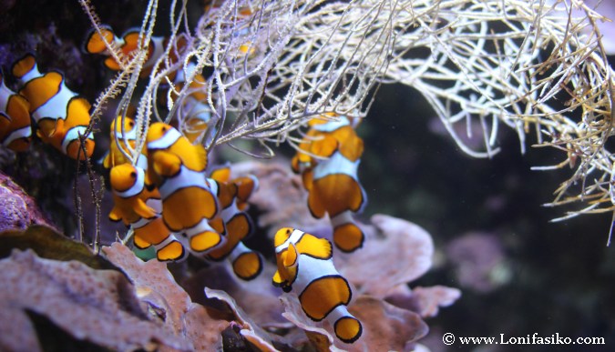 Pez payaso de la película 'Buscando a Nemo'