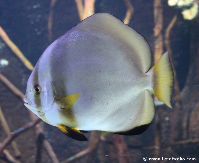 Peces de tropicales en el Aquarium