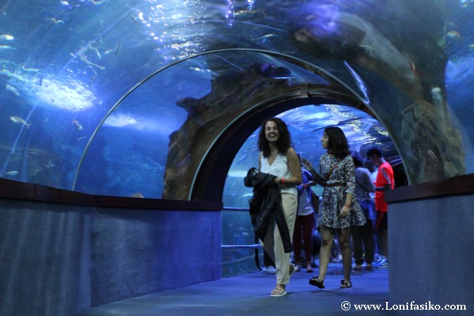Visitar túnel panorámico oceanario aquarium de Donostia San Sebastian