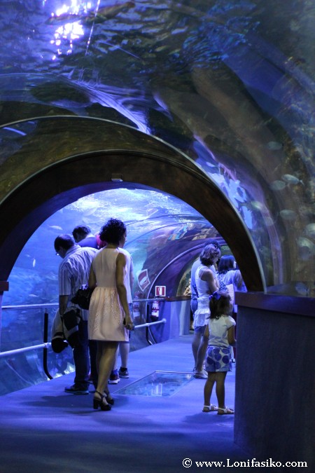 Túnel panorámico del Aquarium de Donostia-San Sebastián