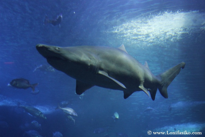 Tiburones del Aquarium de Donostia-San Sebastián