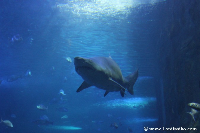 Ver tiburones en el Aquarium de Donostia-San Sebastián
