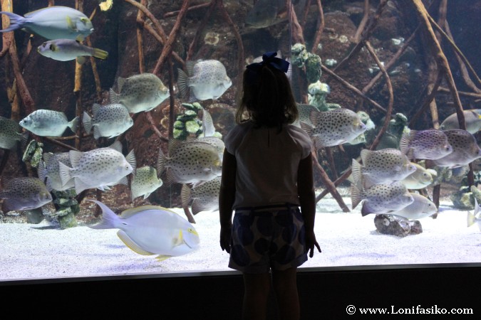 Aquarium de Donostia-San Sebastián con niños