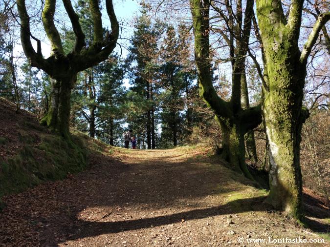 Bosque de hayas Euskadi